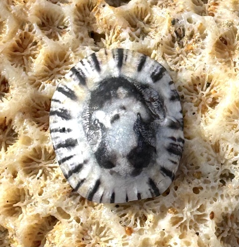 Clypidina notata observed 2026-10-20