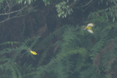 Pycnonotus melanicterus observed 2026-10-20