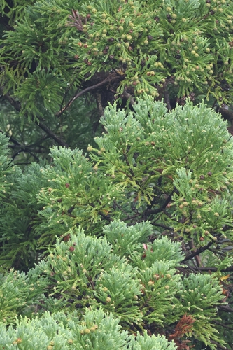 Cryptomeria japonica observed 2026-10-19