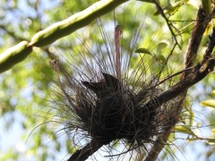 Tillandsia juncea