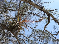 Tillandsia rodrigueziana