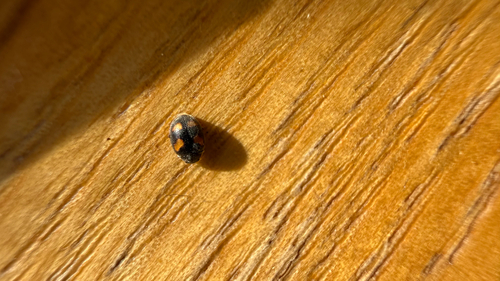 Four-spotted Nephus