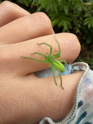 Green Huntsman Spider