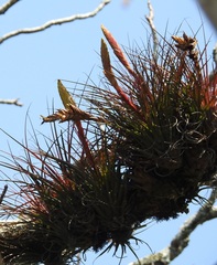 Tillandsia zoquensis