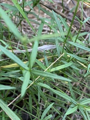 Cordylostigma virgatum