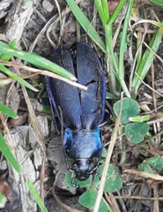 Carabus purpurascens