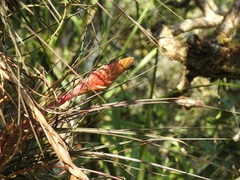 Tillandsia zoquensis