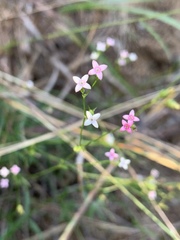 Cordylostigma virgatum