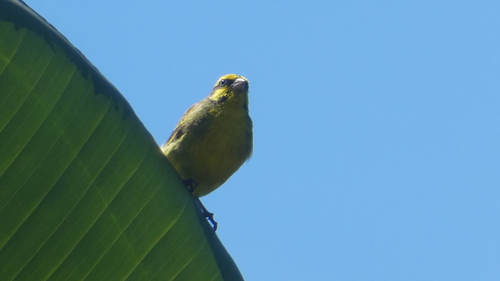 Crithagra mozambica observed 2026-10-20