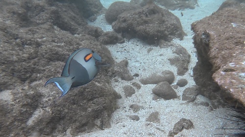 Acanthurus olivaceus observed 2026-10-19