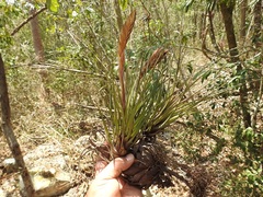 Tillandsia zoquensis