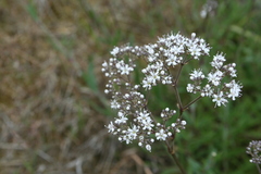 Gypsophila fastigiata