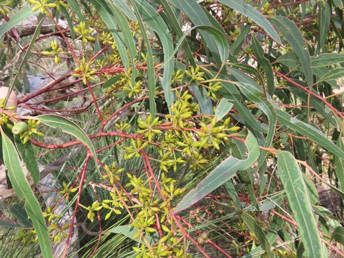 Eucalyptus viminalis observed 2026-10-20
