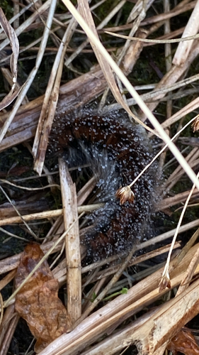 Fox Moth