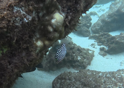 Canthigaster jactator observed 2026-10-19