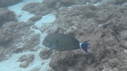 Acanthurus blochii observed 2026-10-19