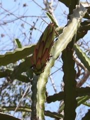 Selenicereus ocamponis