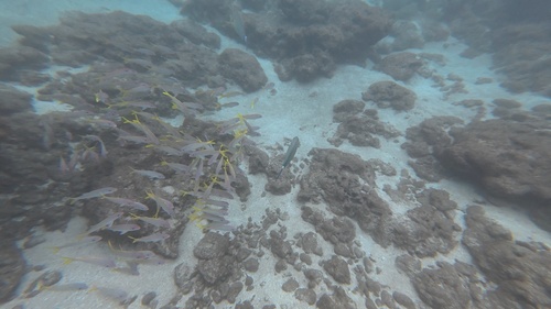 Mulloidichthys vanicolensis observed 2026-10-19