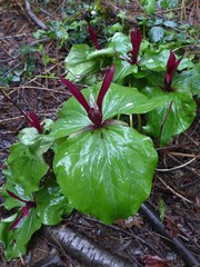 Trillium angustipetalum