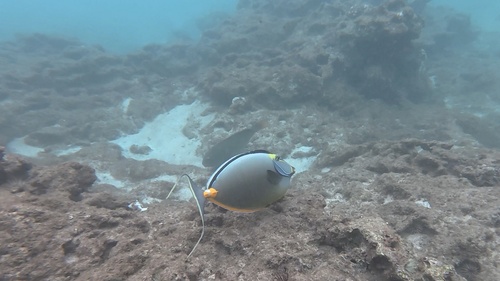 Prionurus, 2026-10-19