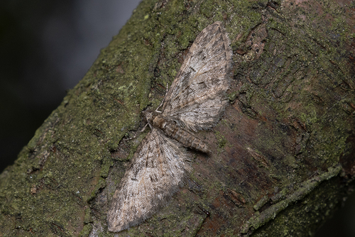 Brindled Pug, Heilig Landstichting, Netherlands, photo 8 of 10