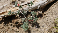 Indigofera intricata