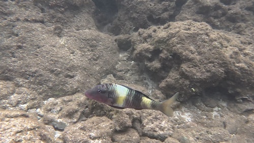 Parupeneus multifasciatus observed 2026-10-19