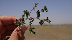 Indigofera intricata