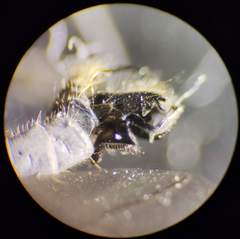 Rhamphomyia crassirostris