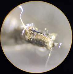 Rhamphomyia crassirostris