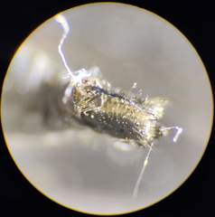 Rhamphomyia crassirostris