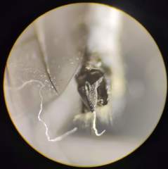 Rhamphomyia crassirostris