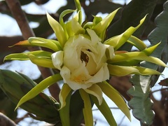 Selenicereus ocamponis