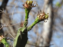 Acanthocereus chiapensis