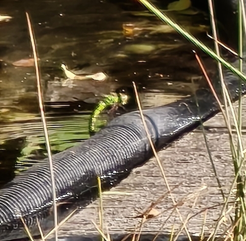 Southern Hawker