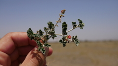 Indigofera intricata