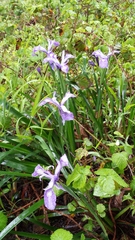 Iris douglasiana