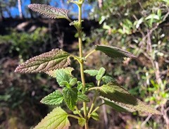 Teucrium argutum