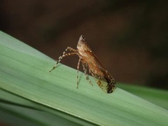 Orthopagus splendens