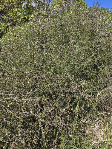 Plagianthus divaricatus observed 2026-10-20