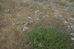 Gypsophila fastigiata