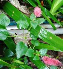 Acalypha pendula