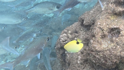 Chaetodon miliaris observed 2026-10-19