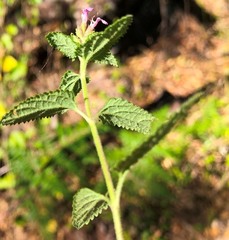 Teucrium argutum