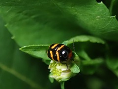 Cryptocephalus trifasciatus
