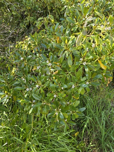 Myoporum laetum observed 2026-10-20