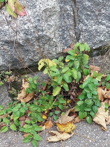 Sanguisorba officinalis observed 2026-10-20