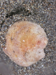 Pododesmus