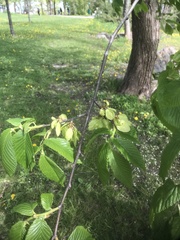 Ulmus glabra