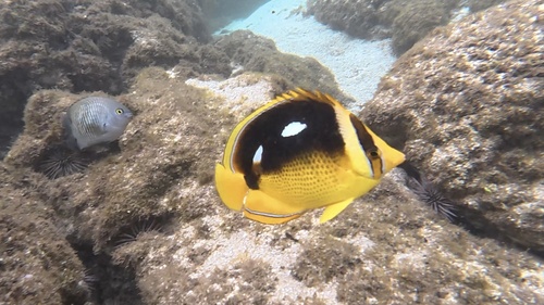 Chaetodon quadrimaculatus observed 2026-10-19